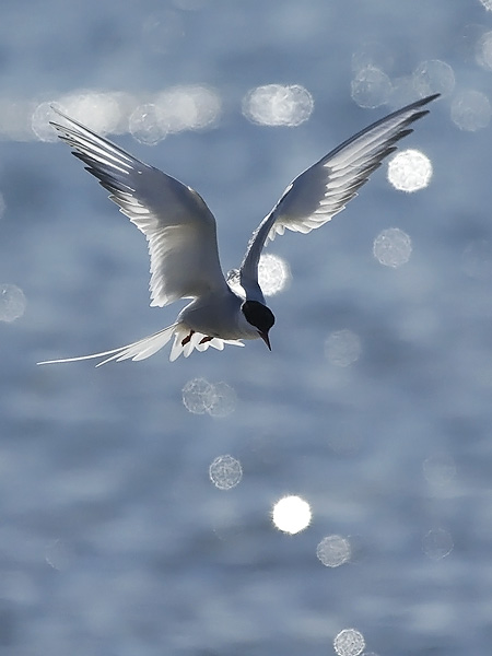 Kalatiira, Common Tern, Sterna hirundo